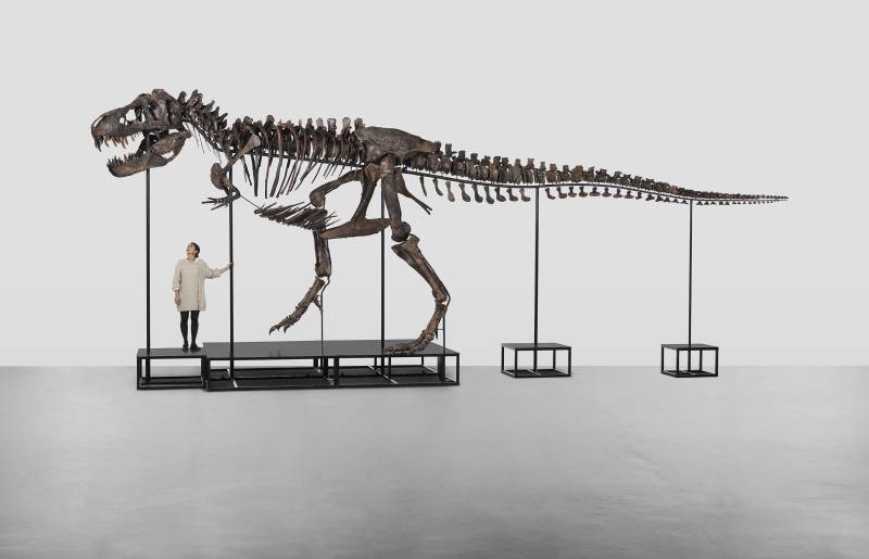 T-Rex skeleton to go under hammer in Switzerland