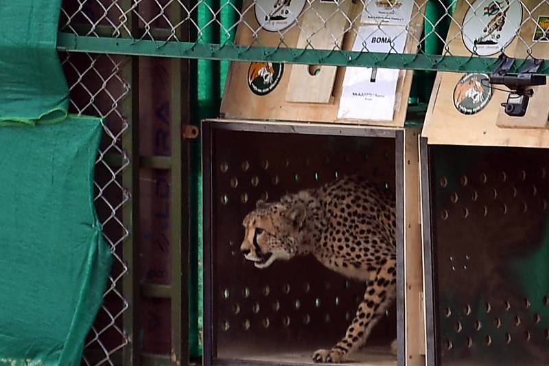 Cheetahs back in wild in India after seven decades