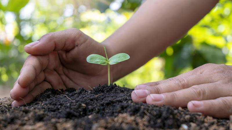 Climate-stressed Iraq says will plant 5 million trees