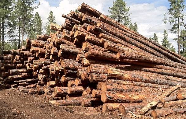 Timber worth Rs2.5 million stolen from Sara-i-Alamgir