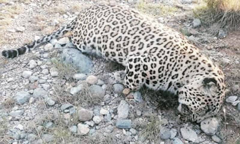 Rare leopard poisoned to death in Landi Kotal