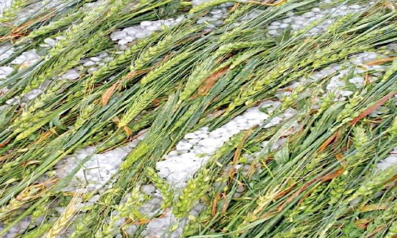 Rain flattens mature wheat crop in Kasur