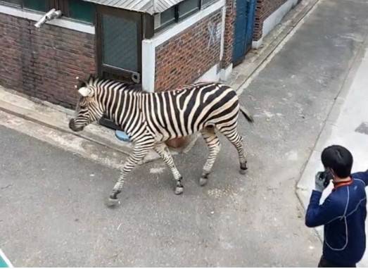 Escape-artist zebra back at zoo after Seoul adventure