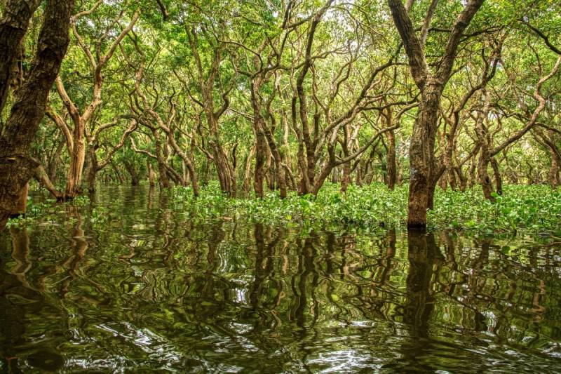 Bangladesh bans plastics in world's largest mangrove forest