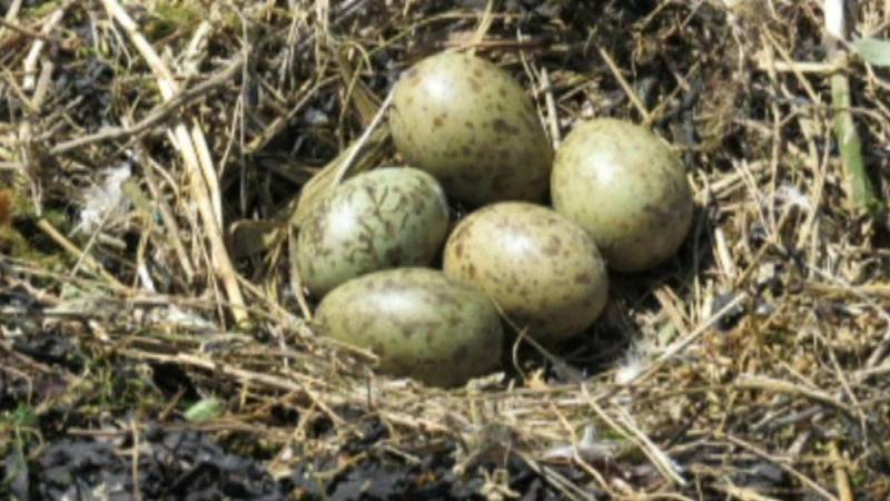 Latvian fined 50,000 euros for crushing 'golden' eggs