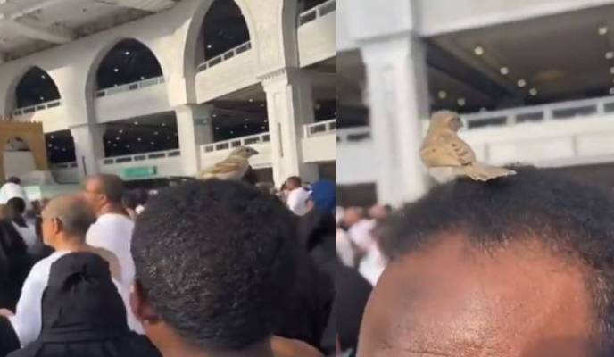 Video of sparrow perching head of Umrah pilgrims went viral