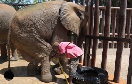 Ailing Pakistan elephant survives jumbo diagnosis