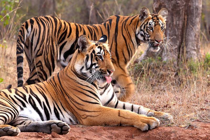 India's tiger population rises above 3,000