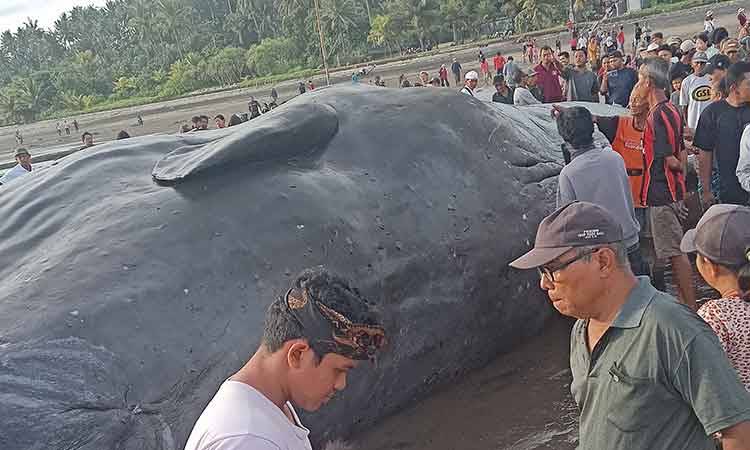 Third massive whale in a month beaches itself, dies in Bali