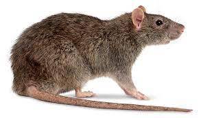 Rat killer under trial in India 