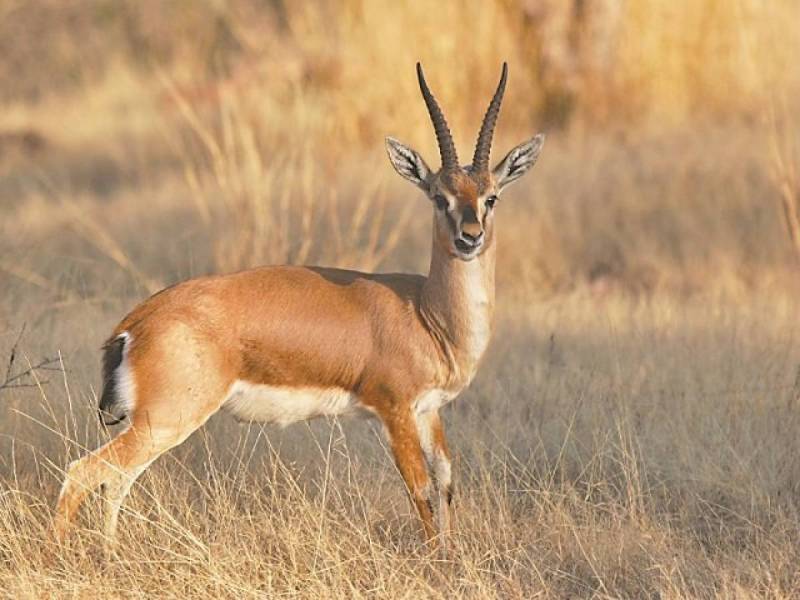 Injured deer rescued from hunters in Kot Addu sanctuary