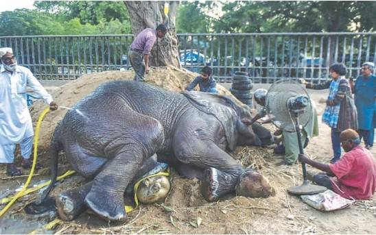 Noor Jahan elephant on path to recovery, claims Karachi zoo