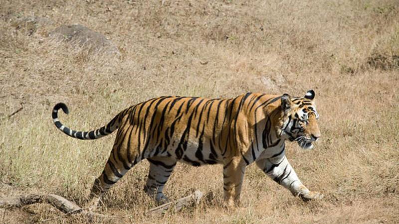 Indian villages under curfew after deadly tiger attacks