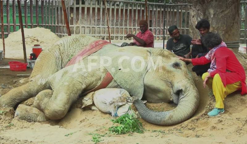 Ailing elephant Noor Jehan may be euthanised after collapsing