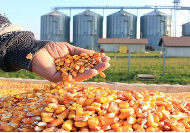 Brazil may surpass US as world's No. 1 corn exporter