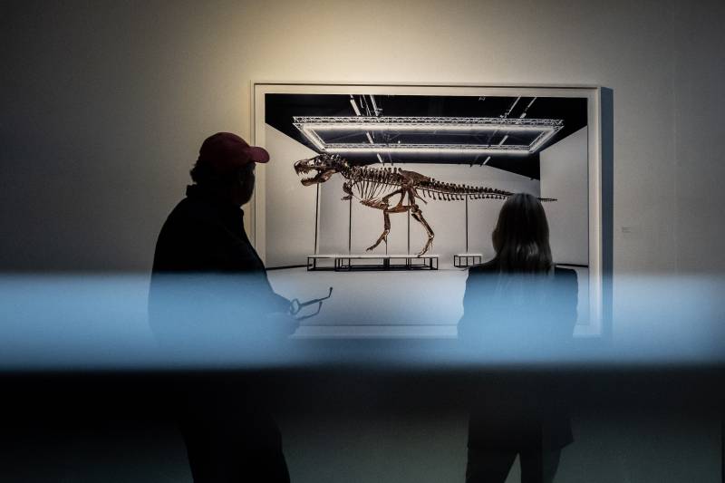 Trinity the T-Rex bought by art foundation, to go on show in Antwerp