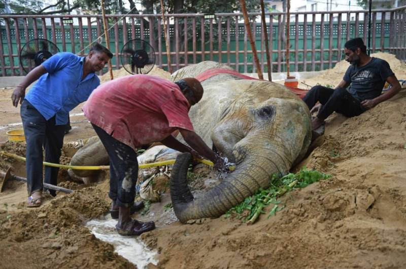 The ailing elephant, Noor Jehan, died at Karachi Zoo on Saturday. 