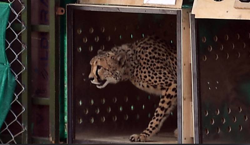 Second cheetah brought from Africa dies in India