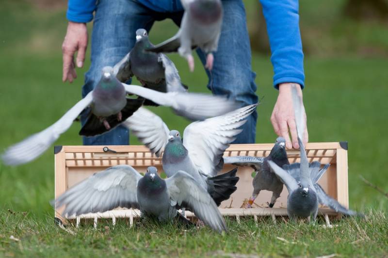 Toba man stabbed to death in fight over pigeons