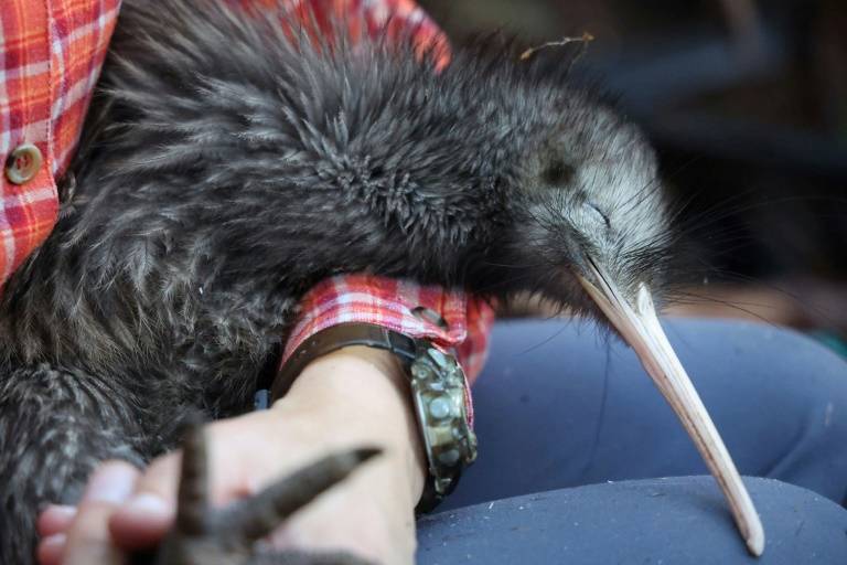 New Zealand fights to save its flightless national bird