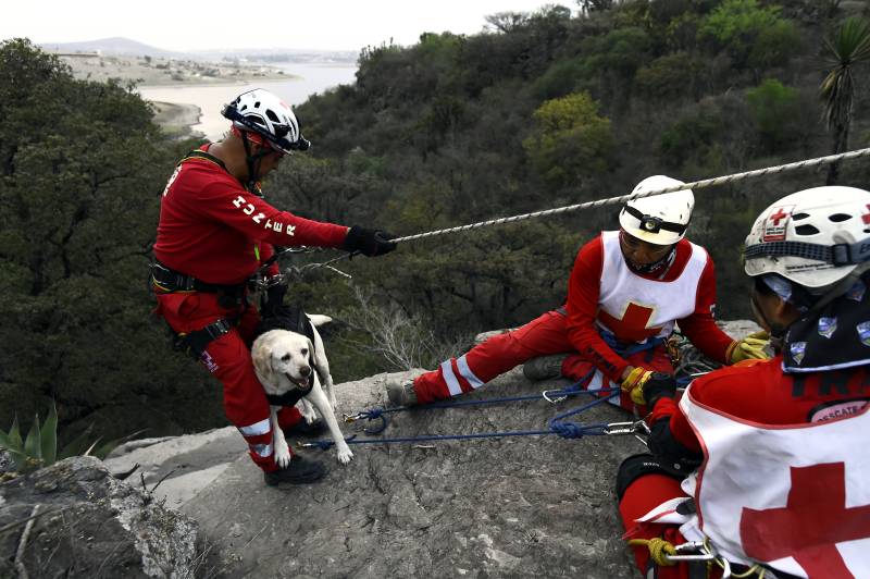 Mexican rescue dogs prepare for next emergency mission