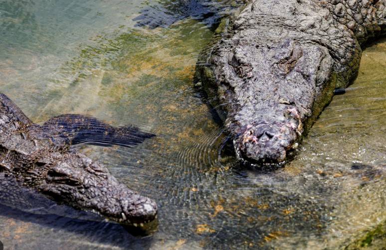 Remains of missing Australian man found in crocodiles