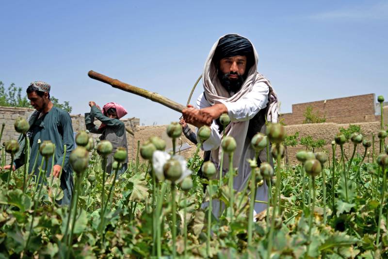 Afghan farmers lament Taliban poppy ban