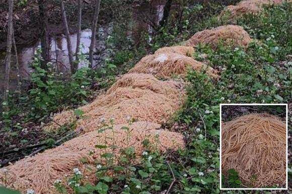 Pasta la vista! Dumped spaghetti piles puzzle US town