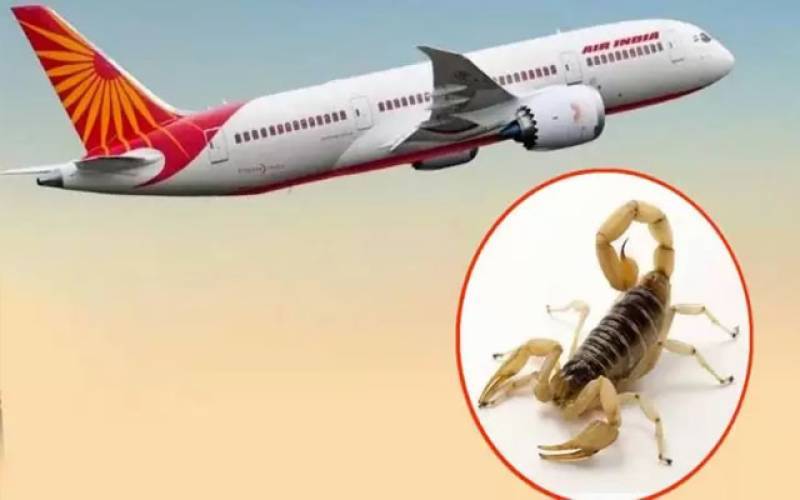 Not snake now but scorpion bites female passenger in Indian Airlines' plane