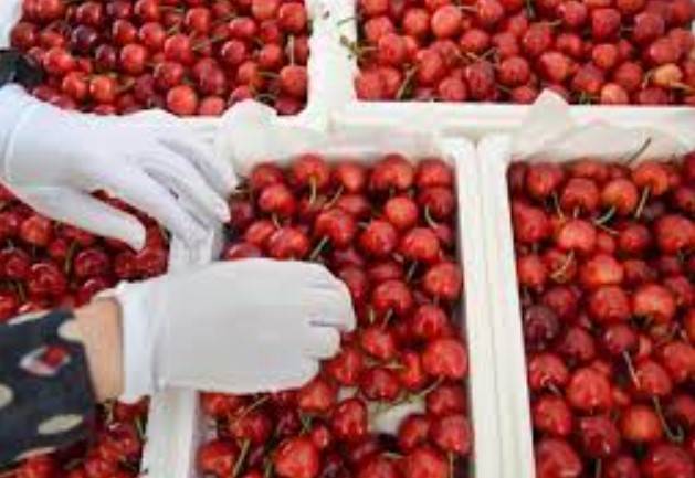 China set to import Pakistani cherries