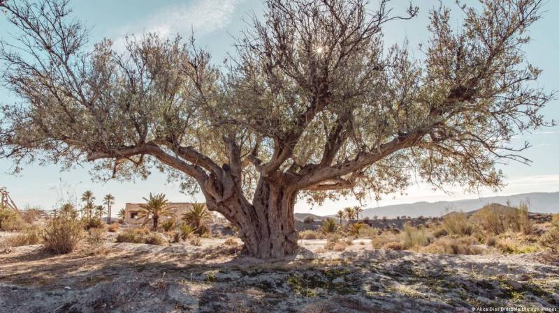 Drought spells 'catastrophe' for Spain's olive harvest