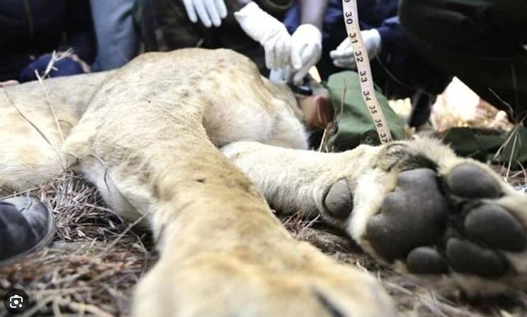 Six lions killed by herders in Kenya