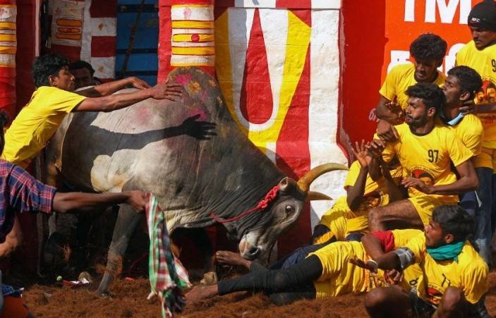 India's top court upholds bull-taming festival