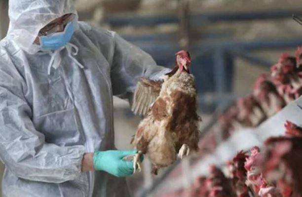 Paraguay confirms bird flu cases