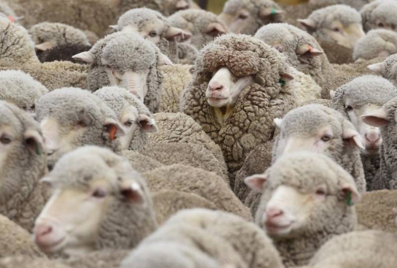 New Zealand sheep outnumber people less than 5 to 1, a record low