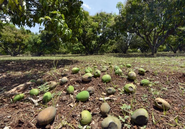 20% mango crop destroyed by rains in Sindh