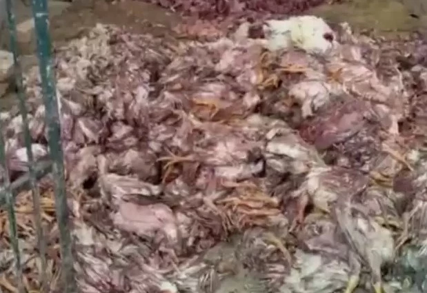 5,000kg dead chicken seized from Peshawar shop