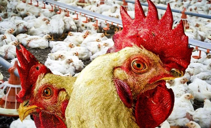 Experts warn bird flu virus changing rapidly in largest ever outbreak