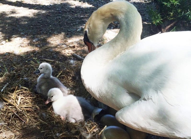 New York teens arrested for killing, eating a swan