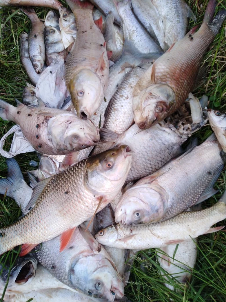 Two arrested for spilling toxic chemical in Rawal Dam results in massive fish, aquatic life loss