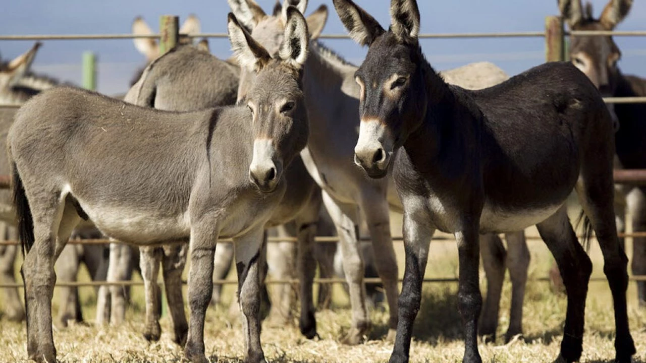 Number of donkeys continue to rise in Pakistan