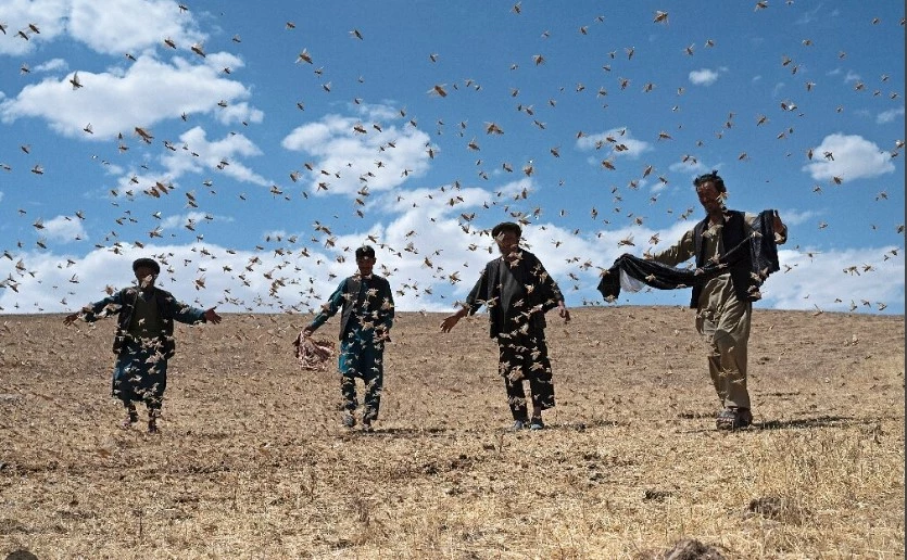 Afghan farmers despair as locusts plague precious crops