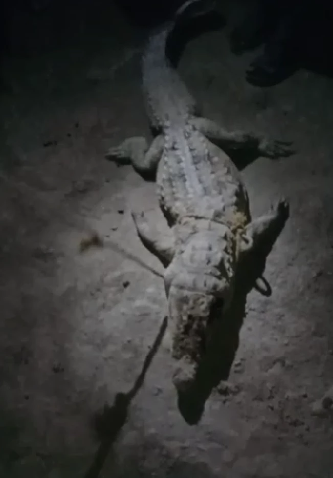 Video of people killing crocodile goes viral; Wildlife department oblivious