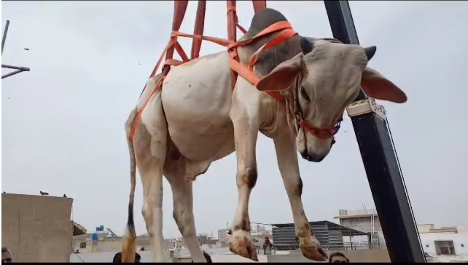 Sacrificial cattle get crane lifted from Karachi rooftop