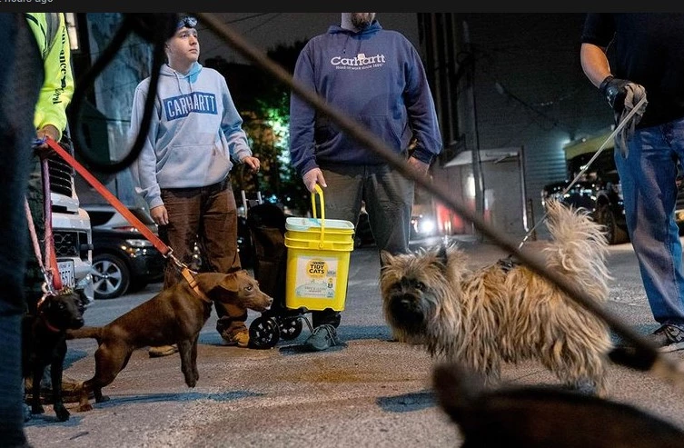 Washington recruits dogs and cats in war on rodents