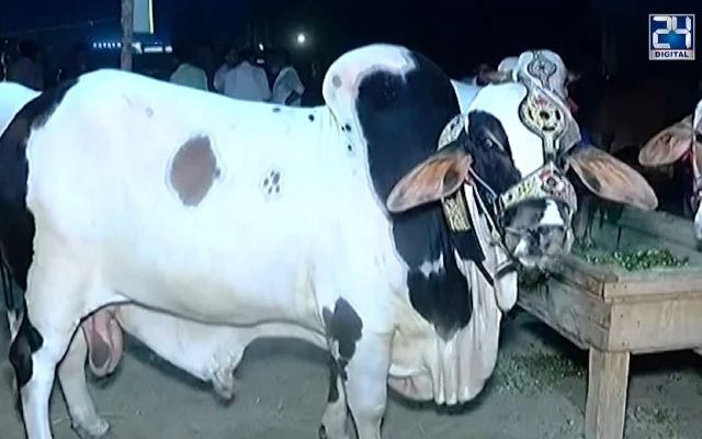 Eid ul Adha: Heavyweight bull gets attraction in Lahore