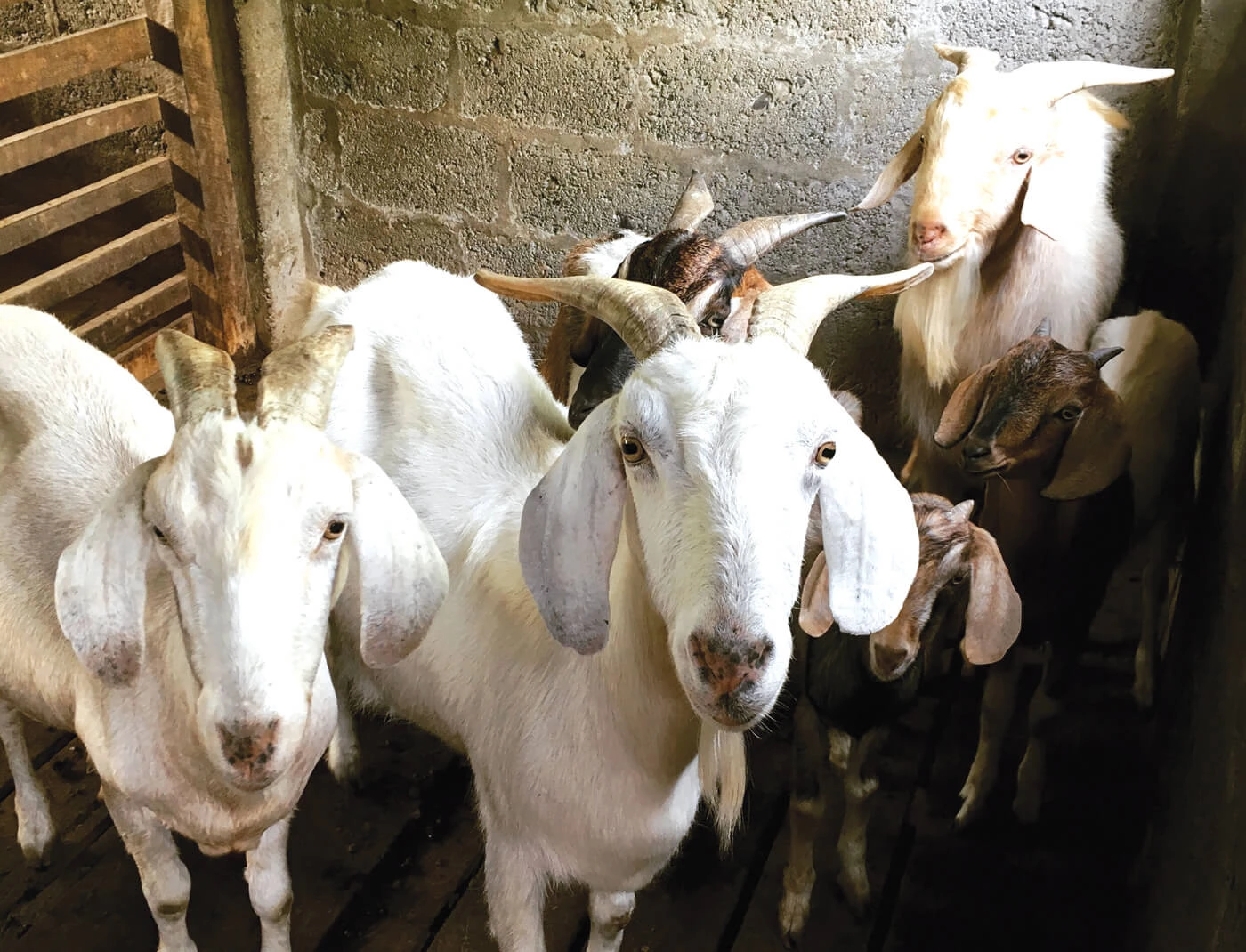 FIA warns people of fraud in online business of sacrificial animals