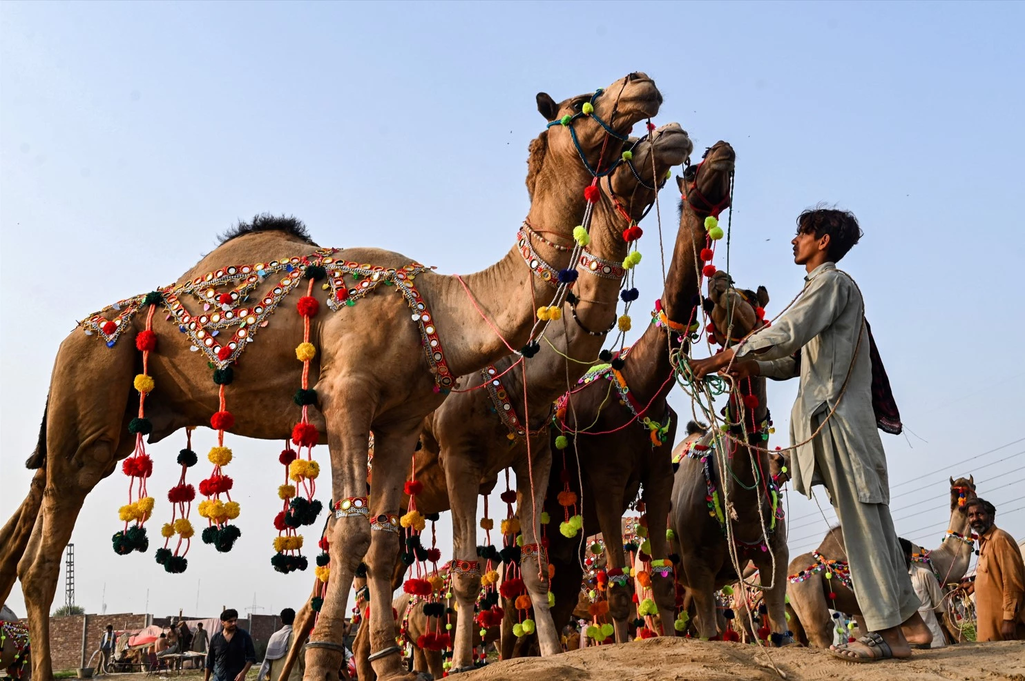 Fewer buyers for Eid camels as Pakistanis count the rupees