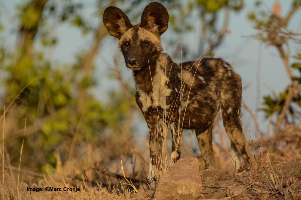 African painted dogs spotted in Uganda after four decades