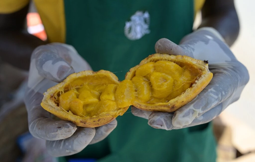 Senegalese go wild for prized 'maad' fruit